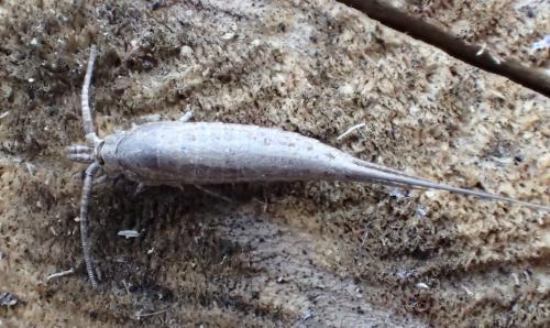 Dilta sp.