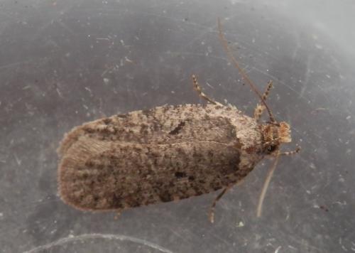 Agonopterix curvipunctosa