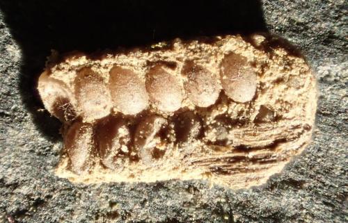 Agalmatium flavescens