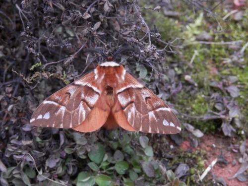 Endromis versicolora