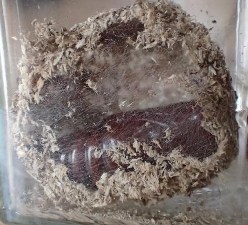 Réf. 178 637 : Phlogophora meticulosa