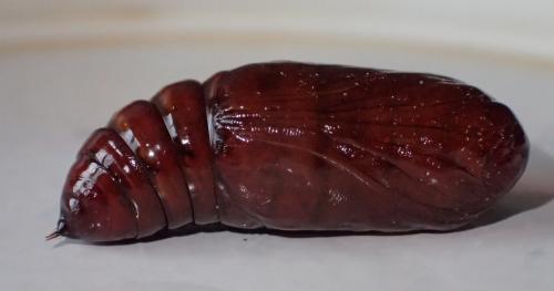 Phlogophora meticulosa