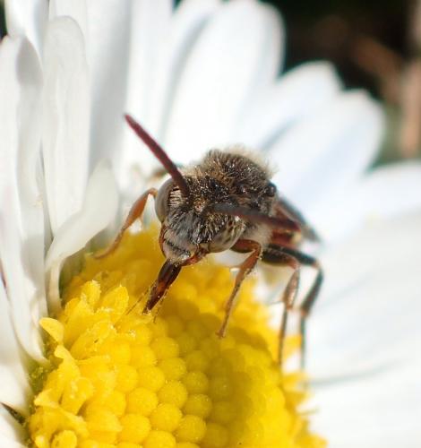 Réf. 178 708 : Nomada flavoguttata