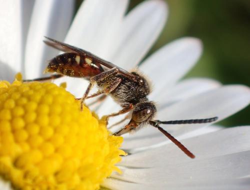Réf. 178 707 : Nomada flavoguttata