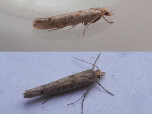 Ypsolopha ustella