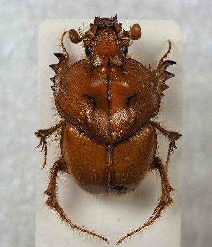 Pseudoathyreus porcatus