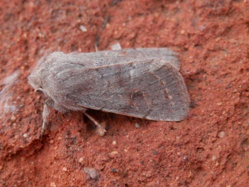 Réf. 178 929 : Orthosia populeti