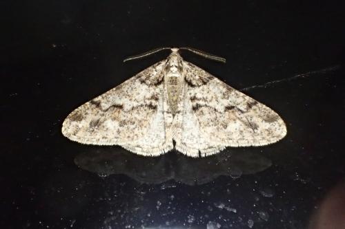 Agriopis leucophaearia