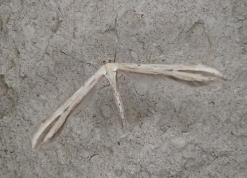Réf. 178 973 : Emmelina monodactyla