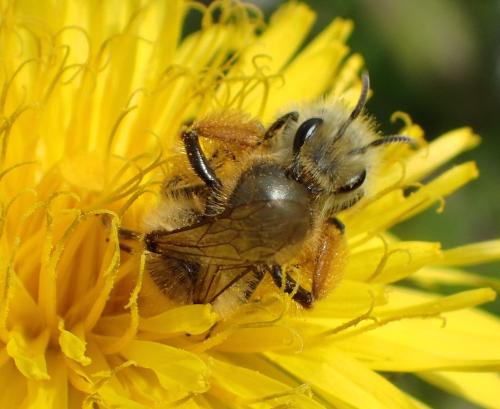 Andrena sp.