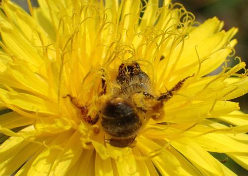 Andrena sp.