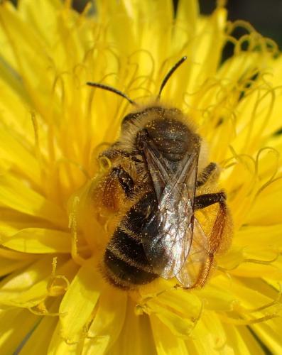 Andrena sp.