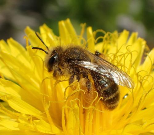 Réf. 178 553 : Andrena sp.