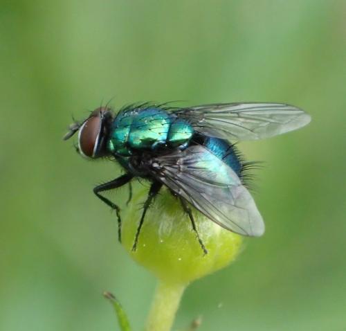 Lucilia silvarum