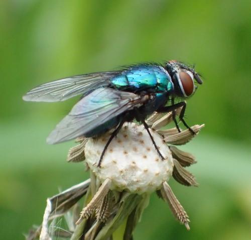 Lucilia sericata