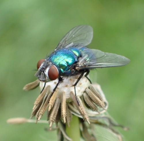 Lucilia sericata