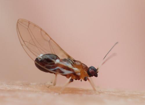 Trioza sp.