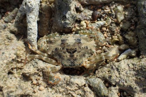 Thalamita coeruleipes