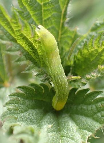 Phlogophora meticulosa