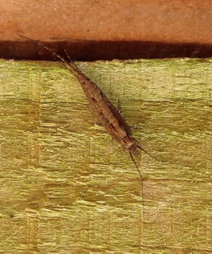 Lepismachilis targionii
