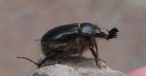 Pachydema sp.