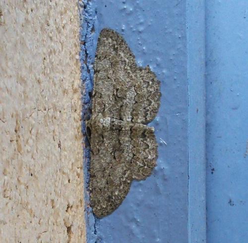 Hypomecis punctinalis