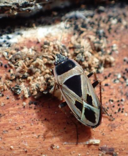 Réf. 178 510 : Xanthochilus sp.