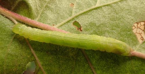 Chrysodeixis chalcites