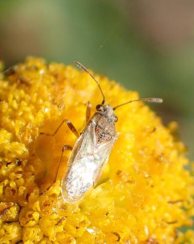 Nysius sp.