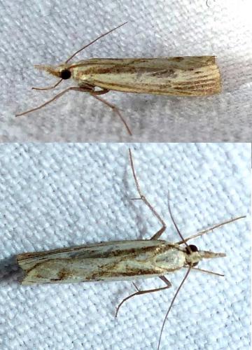 Réf. 178 782 : Agriphila inquinatella