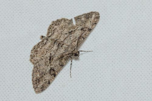 Peribatodes rhomboidaria