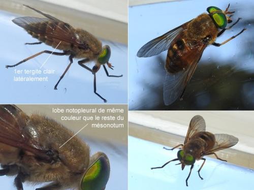 Philipomyia aprica