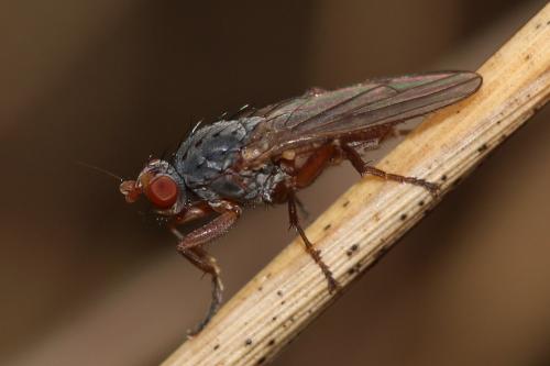 Réf. 178 479 : Gymnomus sp.