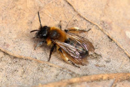 Réf. 178 777 : Andrena sp.