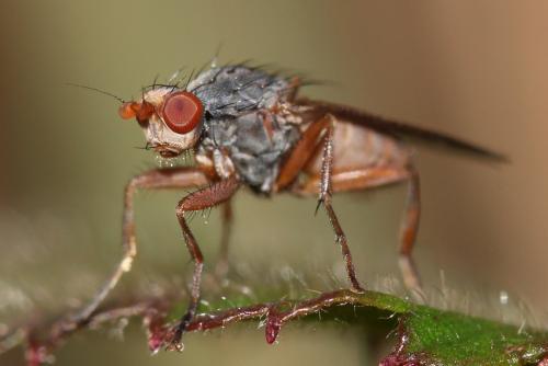 Gymnomus sp.