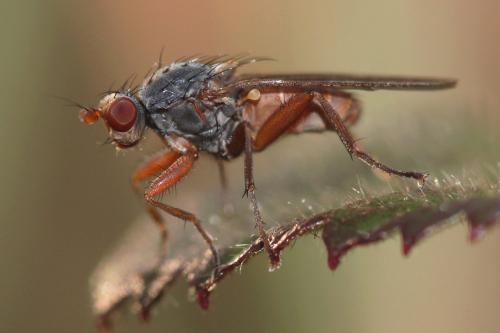 Gymnomus sp.