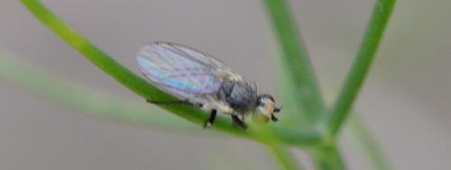 Phytomyza gymnostoma