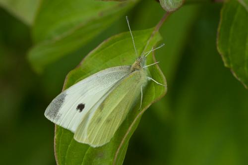 Réf. 178 356 : Pieris rapae