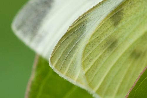 Pieris rapae