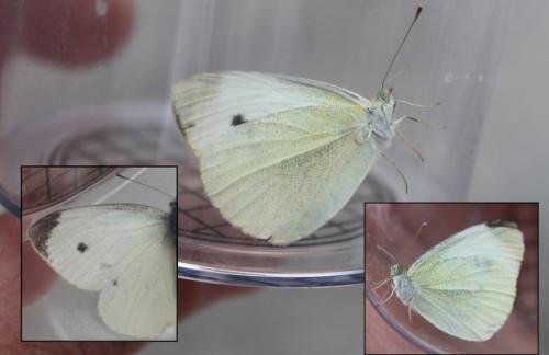 Pieris rapae