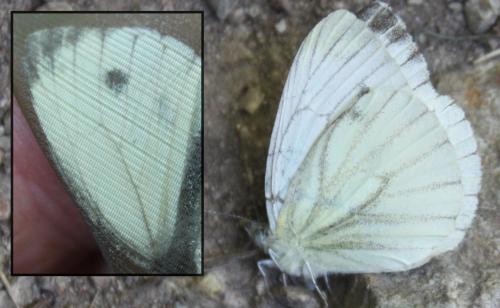 Pieris napi