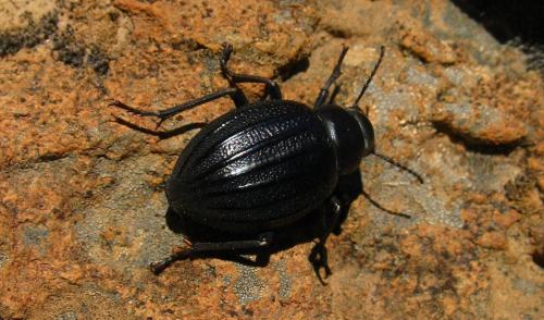 Pimelia sp.