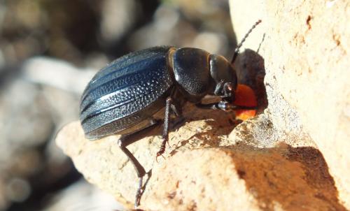 Pimelia sp.
