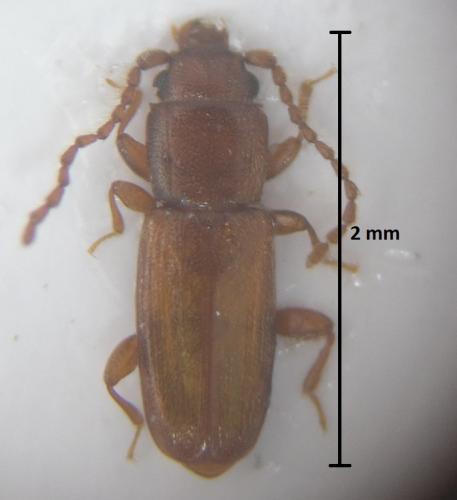 Réf. 178 247 : Placonotus testaceus