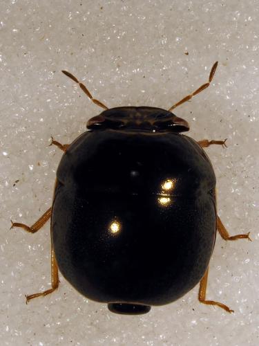 Réf. 178 020 : Brachyplatys testudonigra