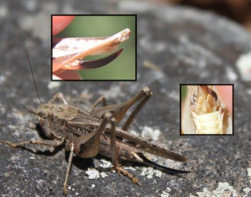 Réf. 178 235 : Platycleis albopunctata