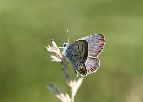 Réf. 178 026 : Plebejus argus