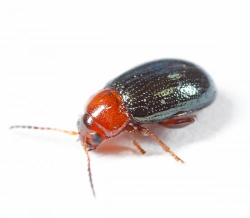 Réf. 178 456 : Podagrica malvae