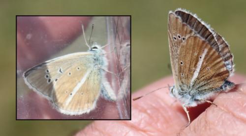 Réf. 178 500 : Polyommatus damon