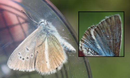 Polyommatus damon